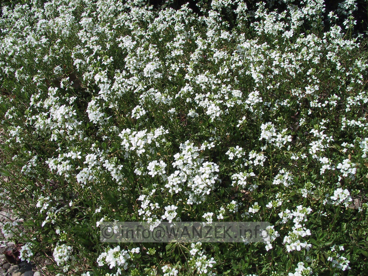 Arabis procurrens Glacier.JPG